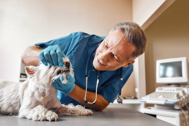 Best Dental Abscess Treatment in Germantown, MD